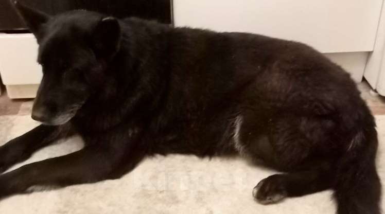 Собаки в Ростове-на-Дону: Найдена немецкая овчарка Девочка, Бесплатно - фото 2