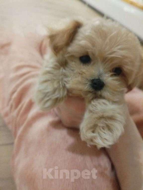 Собаки в Москве: микро щенки мальтипу Девочка, 125 555 руб. - фото 2