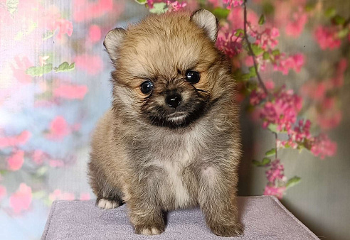 Миниатюрная красотка