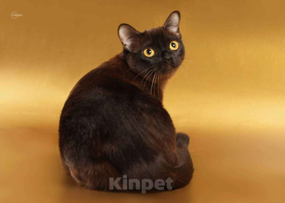 Кошки в Ростове-на-Дону: Американская Бурма котята Мальчик, Бесплатно - фото 10