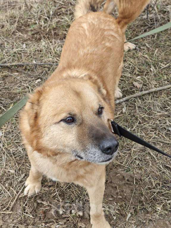 Собаки в Москве: Классный Бренд ищет дом Мальчик, Бесплатно - фото 4