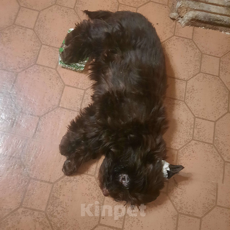 Собаки в Набережных Челнах: Трюфель Мальчик, 45 000 руб. - фото 3