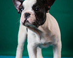 Собаки в Оби: Щенок французского бульдога Мальчик, Бесплатно - фото 1