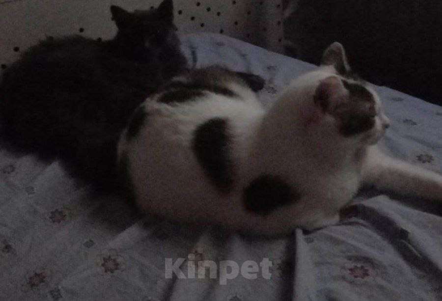 Кошки в Москве: отдам добрые руки бесплатно  Девочка, Бесплатно - фото 3