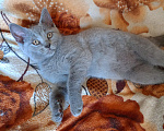 Кошки в Ростове-на-Дону: Британский котёнок Девочка, 3 000 руб. - фото 1