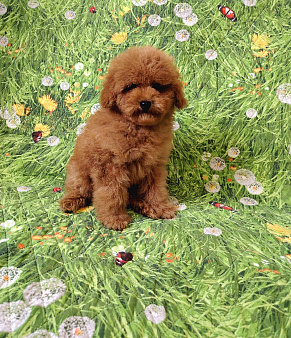 Мальчик пудель