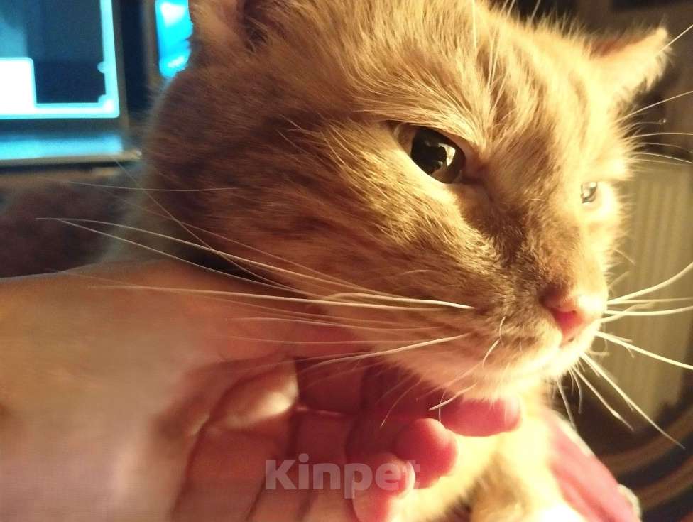 Кошки в Москве: Самый Рыжий Рыжий Кот!  Мальчик, 100 руб. - фото 3