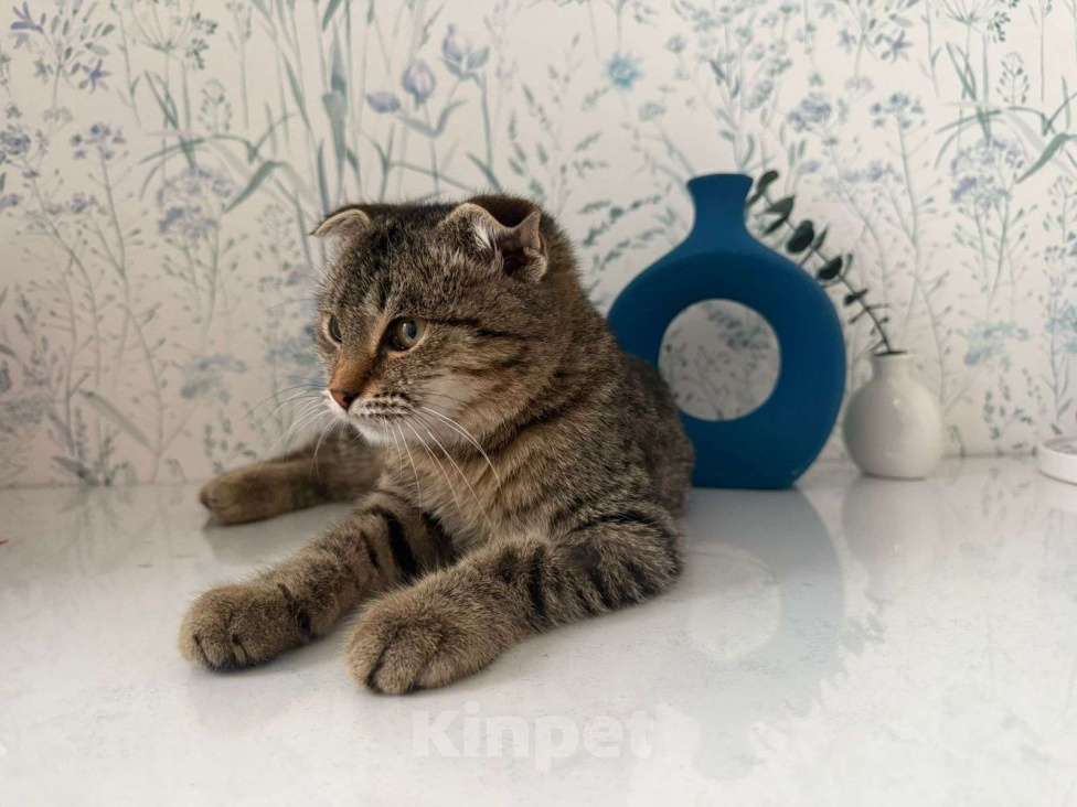 Кошки в Москве: Очаровательный Валли ищет семью  Мальчик, Бесплатно - фото 5