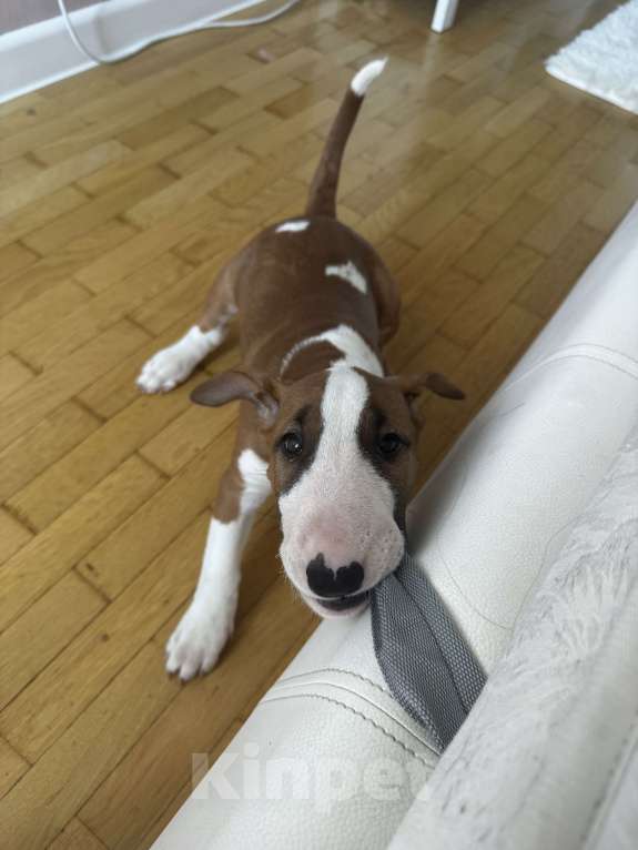 Собаки в Краснодаре: Девочка бультерьер  Девочка, 40 000 руб. - фото 3