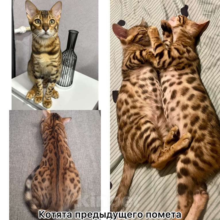 Кошки в Самаре: Бенгальские котята  Девочка, 17 000 руб. - фото 3