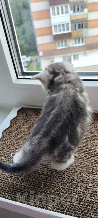 Кошки в Пскове: Продам шотландскую мраморную девочку Девочка, 7 000 руб. - фото 5