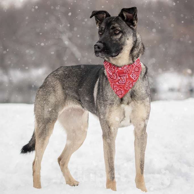 Собаки в Москве: Лада Девочка, Бесплатно - фото 4