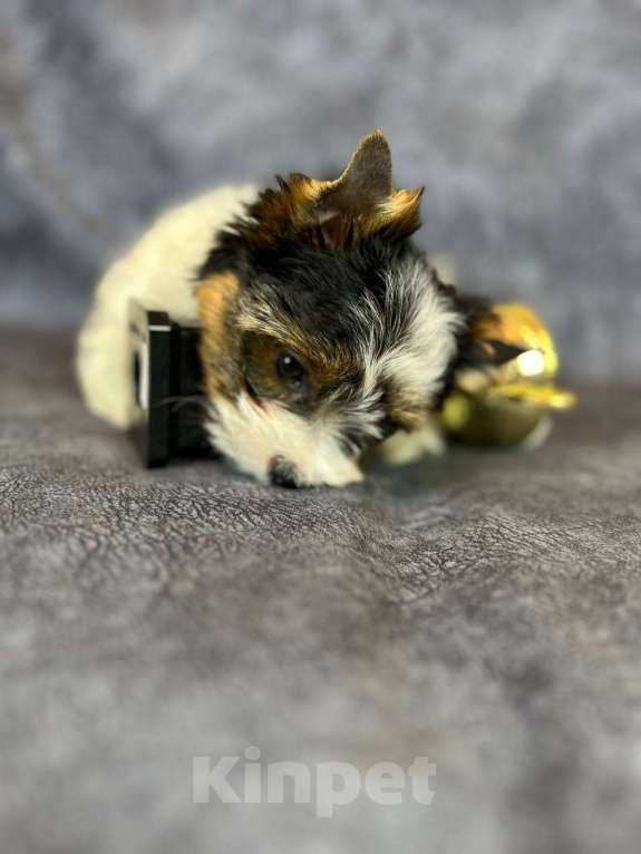 Собаки в Вологде: Очень милый щенок бивер терьера Тайлер (Тай). Перспективный для выставок и разведения.   Мальчик, 90 000 руб. - фото 7