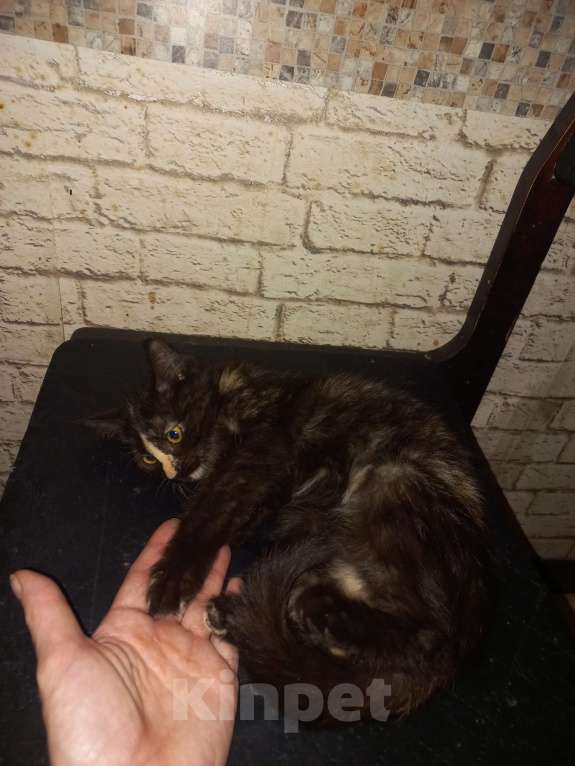 Кошки в других городах Московской области: Девочка в поисках семьи. Девочка, Бесплатно - фото 7