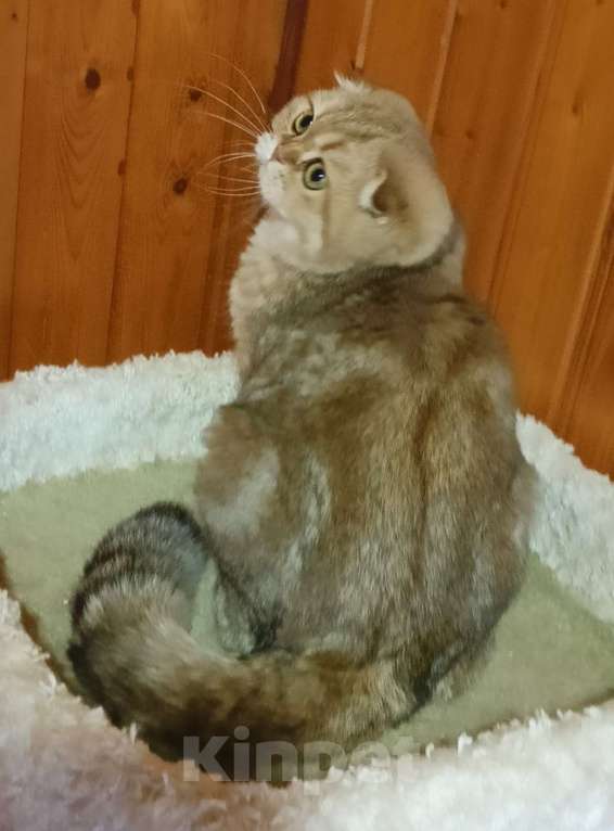 Кошки в Москве: Зеленоглазый золотой мраморный котик Мальчик, 25 000 руб. - фото 4