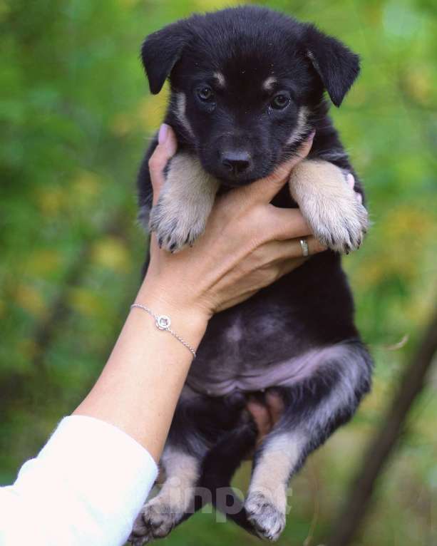 Собаки в Москве: Щенки - девочки ищут дом! Девочка, Бесплатно - фото 10