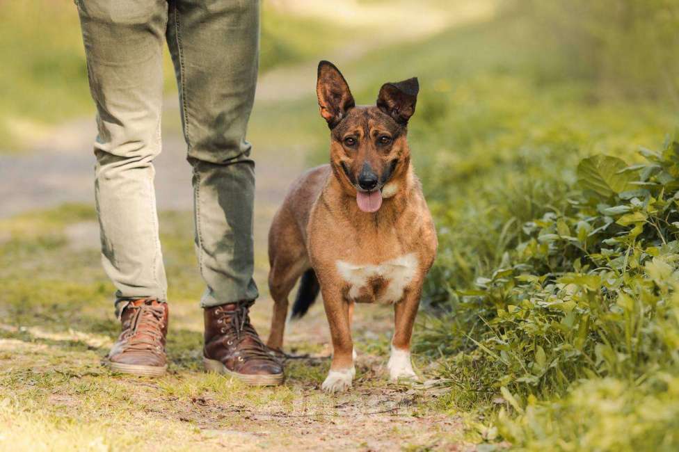 Собаки в других городах Московской области: Лиса ищет тебя Девочка, Бесплатно - фото 7
