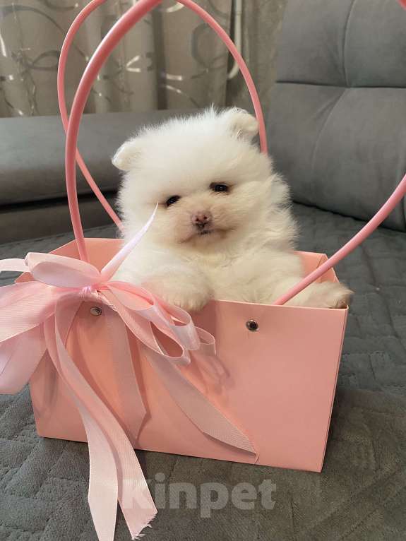 Собаки в Кемерово: Продажа щенков немецкого шпица Девочка, 50 000 руб. - фото 2