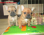 Собаки в Чехове: щенки французского бульдога. Девочка, 60 000 руб. - фото 10