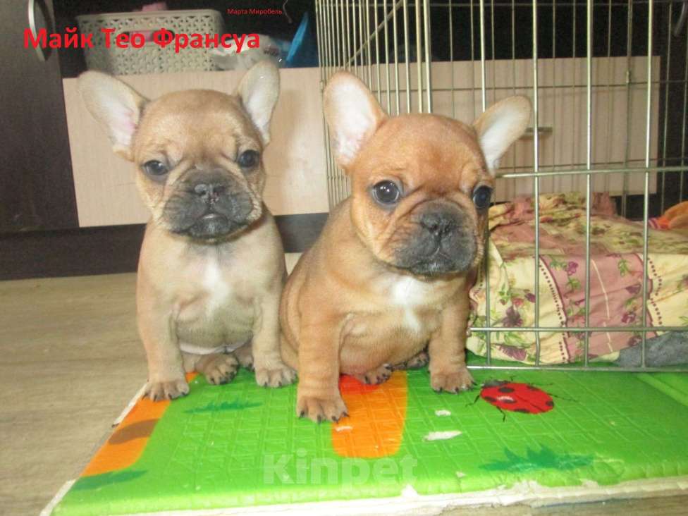 Собаки в Чехове: щенки французского бульдога. Девочка, 60 000 руб. - фото 10