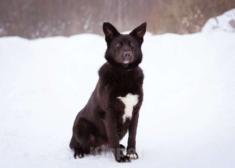 Собаки в Москве: Арабика ждёт своих родителей Девочка, Бесплатно - фото 1