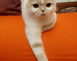 Кошки в Валдае: Кошечка- подросток Девочка, 15 000 руб. - фото 3