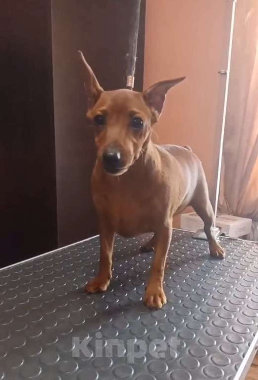 Собаки в Москве: Щенки цвергпинчера Девочка, 45 000 руб. - фото 1