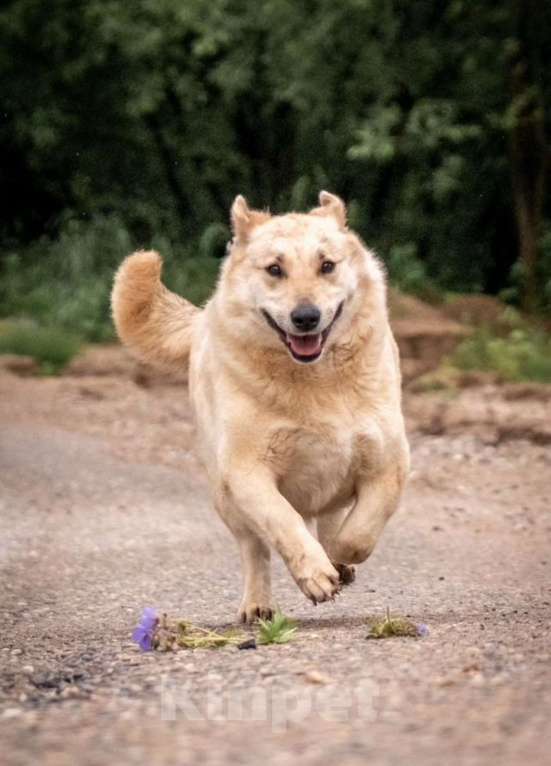 Собаки в других городах Владимирской области: Красивая коротколапая собака в добрые руки бесплатно Девочка, Бесплатно - фото 3