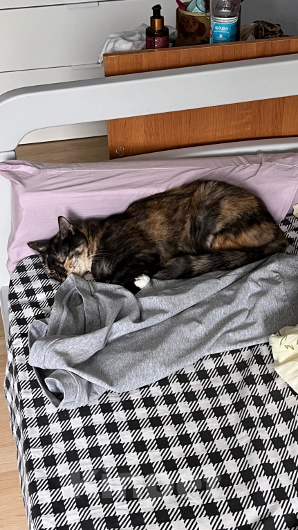 Кошки в Москве: кошечка ищет новый дом Девочка, Бесплатно - фото 10