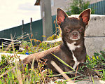 Собаки в Липецке: Чихуахуа кобель шоколад 2,5 кг на вязку Мальчик, 100 руб. - фото 4