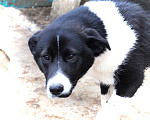 Собаки в Домодедово: Лада (лайка) 7 мес. в добрые руки Девочка, Бесплатно - фото 6