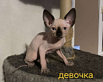 Кошки в Краснослободске: Котята сфинкс Девочка, 10 000 руб. - фото 3