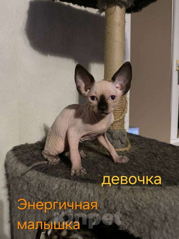 Кошки в Краснослободске: Котята сфинкс Девочка, 10 000 руб. - фото 3