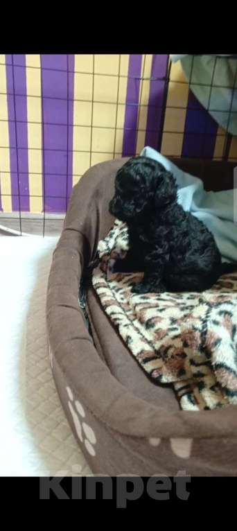 Собаки в Екатеринбурге: Роскошный черный той пудель "Черный бриллиант" (мальчик) Мальчик, 50 000 руб. - фото 1