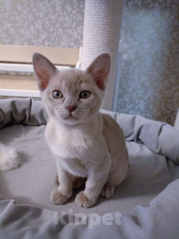 Кошки в Москве: Бурманские лиловые котята Разнополые, 70 000 руб. - фото 4