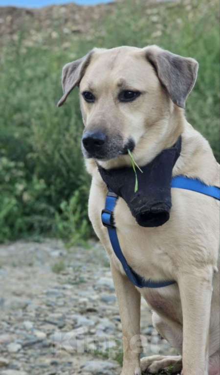 Собаки в Иркутске: Срочно Нужен дом собаке Мальчик, Бесплатно - фото 1
