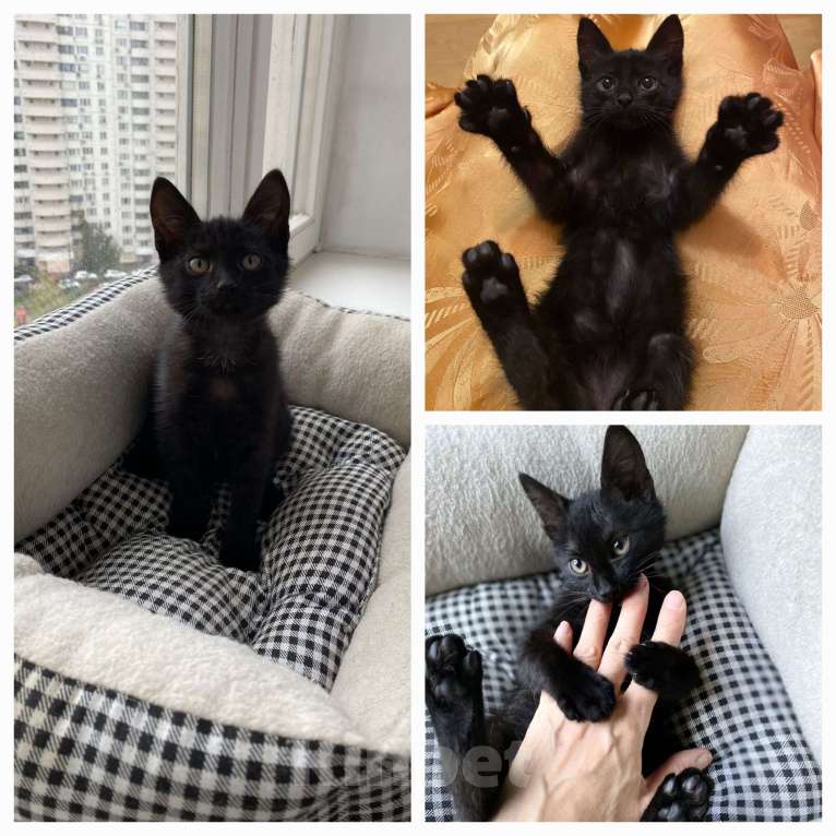 Кошки в Москве: Ураган, оптимист, весельчак, ласкун, деловой и предприимчивый пацан ищет дом Мальчик, 1 руб. - фото 4