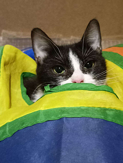 Взрослая кошечка ищет семью