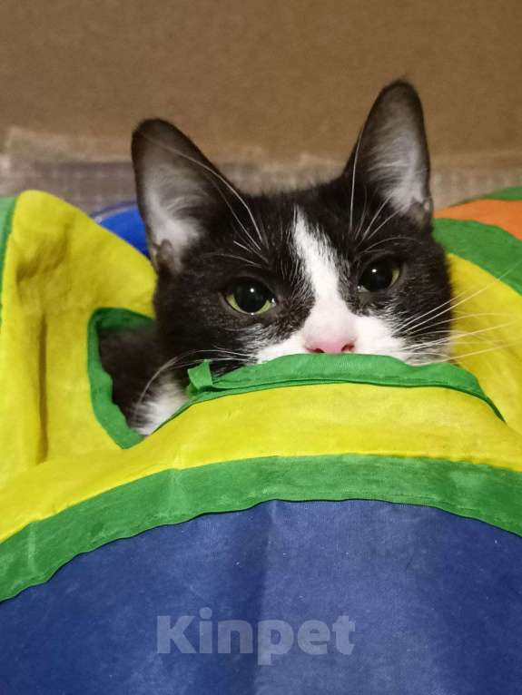 Кошки в Санкт-Петербурге: Взрослая кошечка и котик ищет семью Девочка, 10 руб. - фото 6