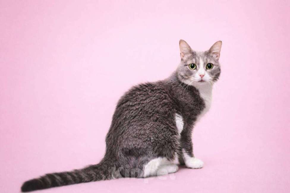 Кошки в Москве: Чикуля Девочка, Бесплатно - фото 3