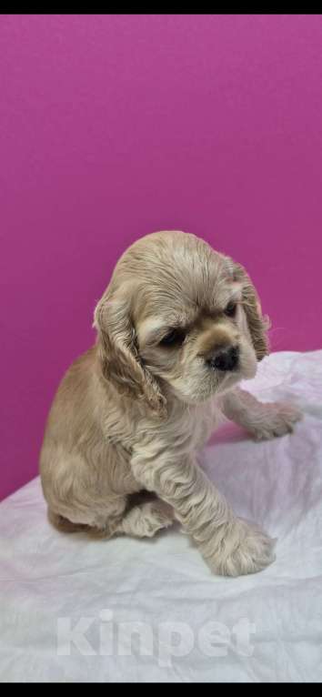 Собаки в Тюмени: Американский кокер спаниель щенок. Мерлин Монро девочка, ласковая, палевого окраса Девочка, 40 000 руб. - фото 1