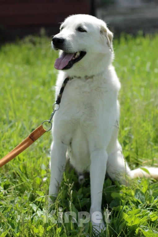 Собаки в Одинцово: Слим ищет дом Мальчик, Бесплатно - фото 7