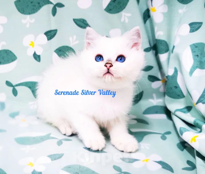 Кошки в Димитровграде: Купить котёнка! Девочка, Бесплатно - фото 2