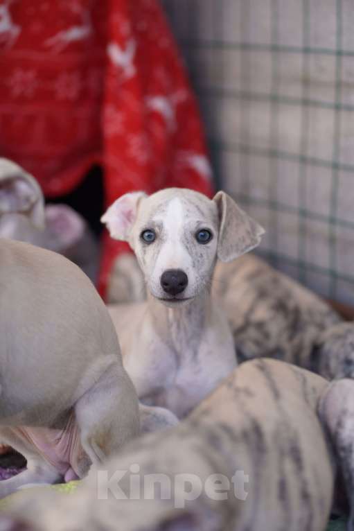 Собаки в Москве: Уиппет щенки Мальчик, Бесплатно - фото 5