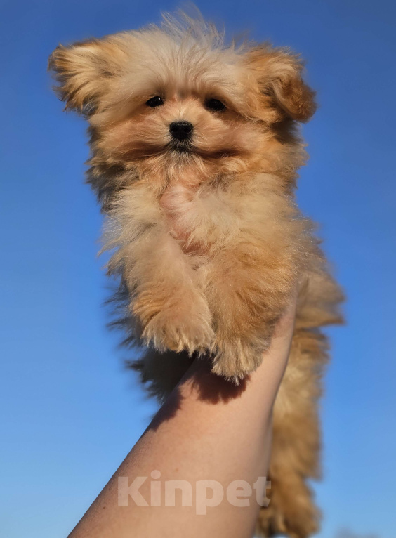 Собаки в Москве: Мальтипу мальчик F1 Мальчик, 70 000 руб. - фото 5