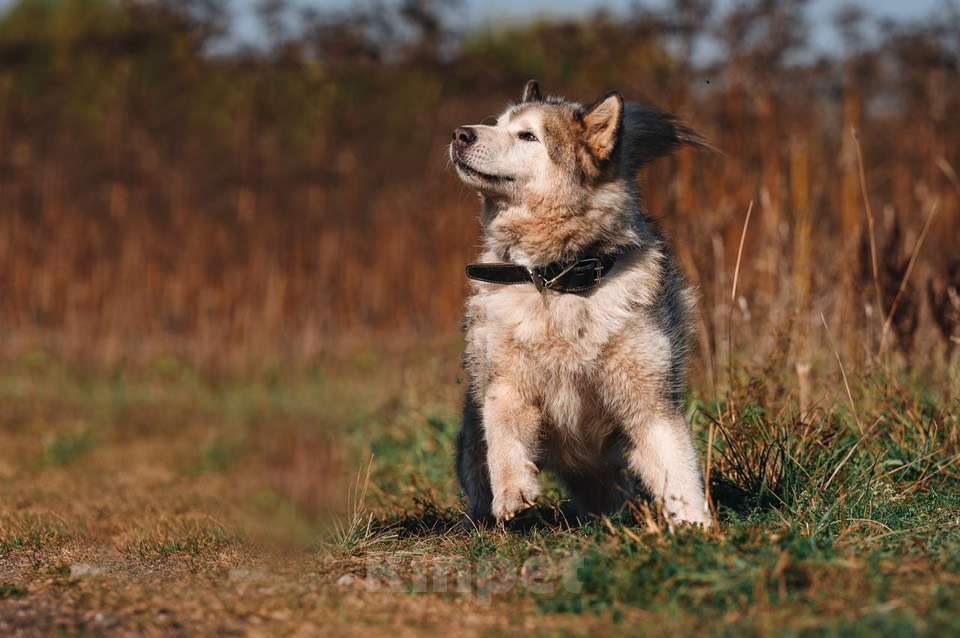 Собаки в Москве: Маламут Аякс ищет дом Мальчик, 1 руб. - фото 5
