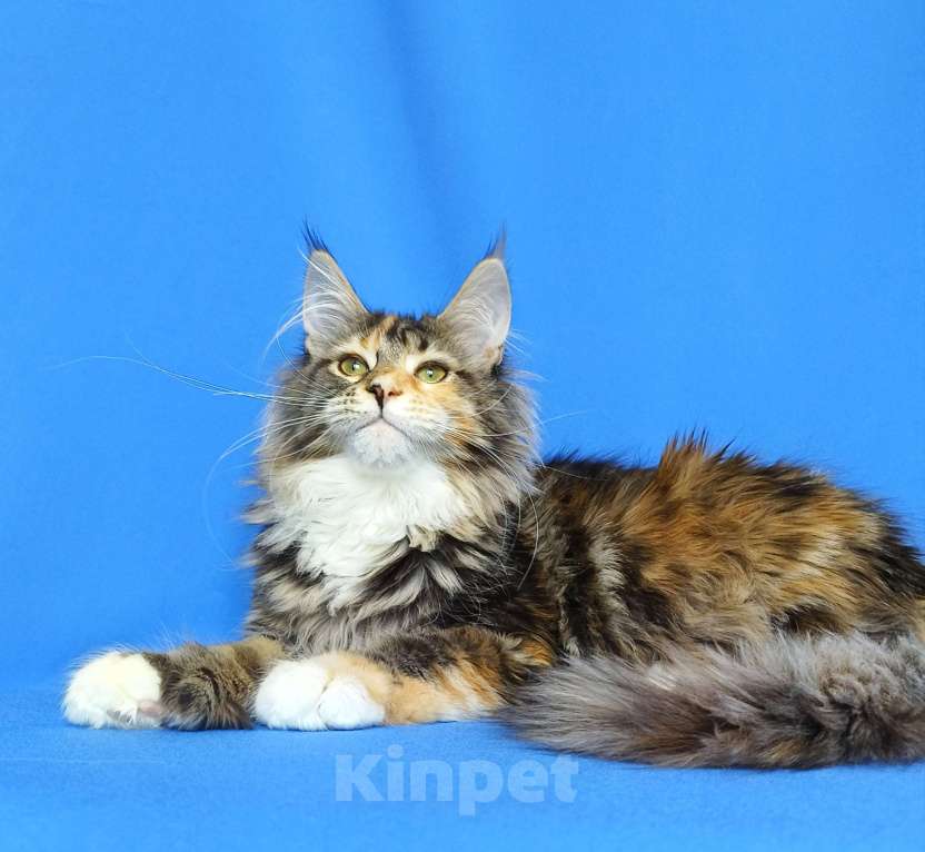 Кошки в Москве: Котёнок Мейн-кун полидакт Девочка, 80 000 руб. - фото 6