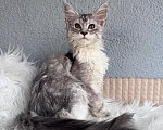 Кошки в Кудрово: Котенок Мейн-кун девочка Девочка, 55 000 руб. - фото 4