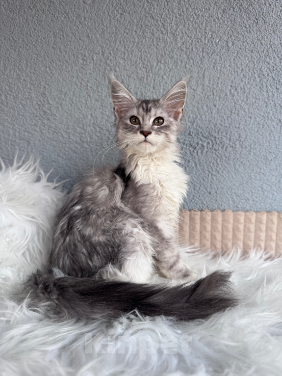 Кошки в Кудрово: Котенок Мейн-кун девочка Девочка, 55 000 руб. - фото 4