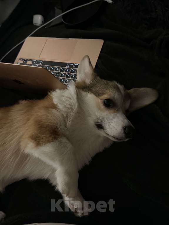 Собаки в Москве: Щенок велыш корги пемборк  Мальчик, Бесплатно - фото 4